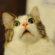 Illustration for article titled When you and the cat react the same way...